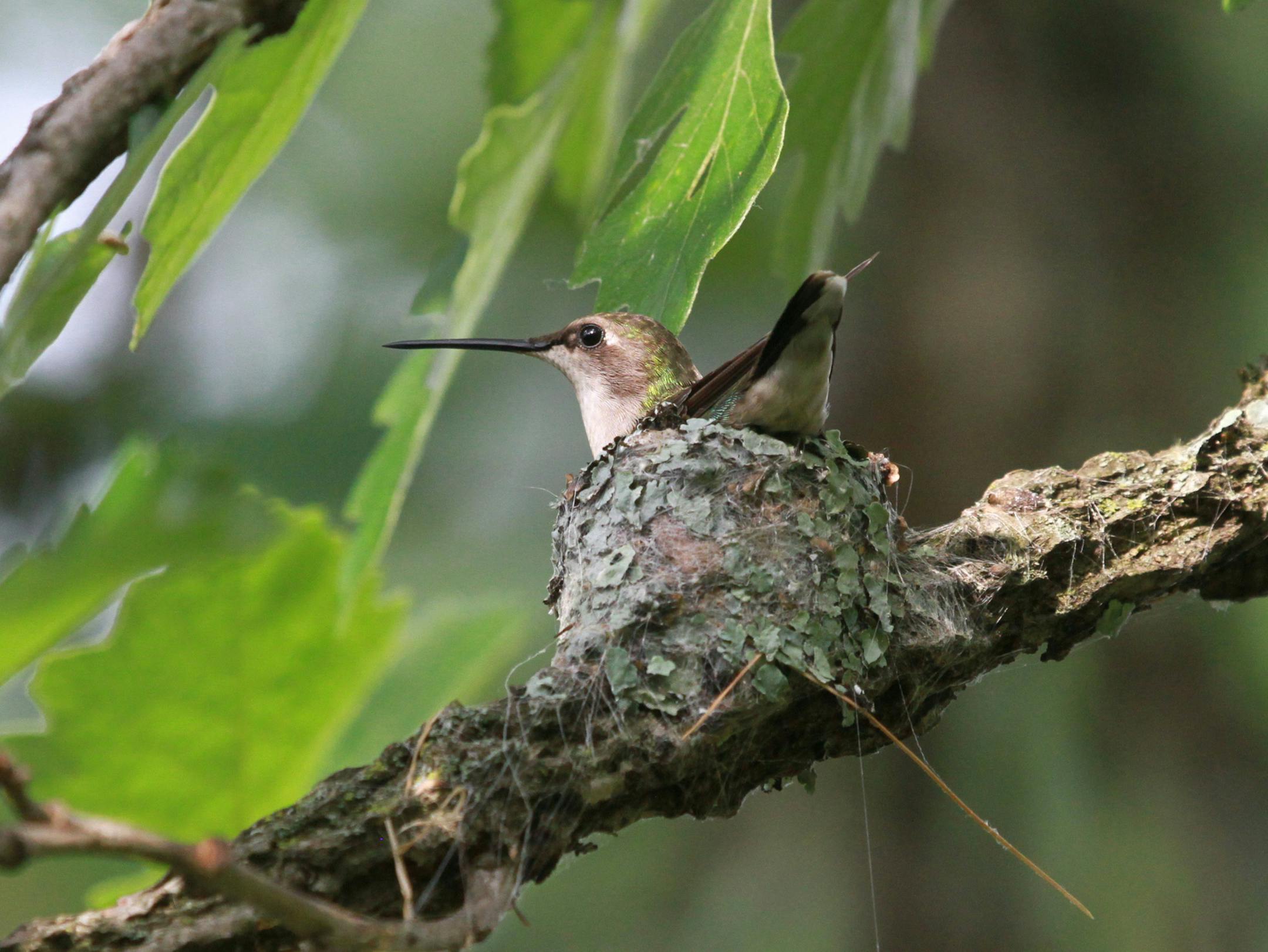 Female ruby-throated hummingbirds spend two weeks incubating their eggs. photo by Don Severson, special to the Star Tribune