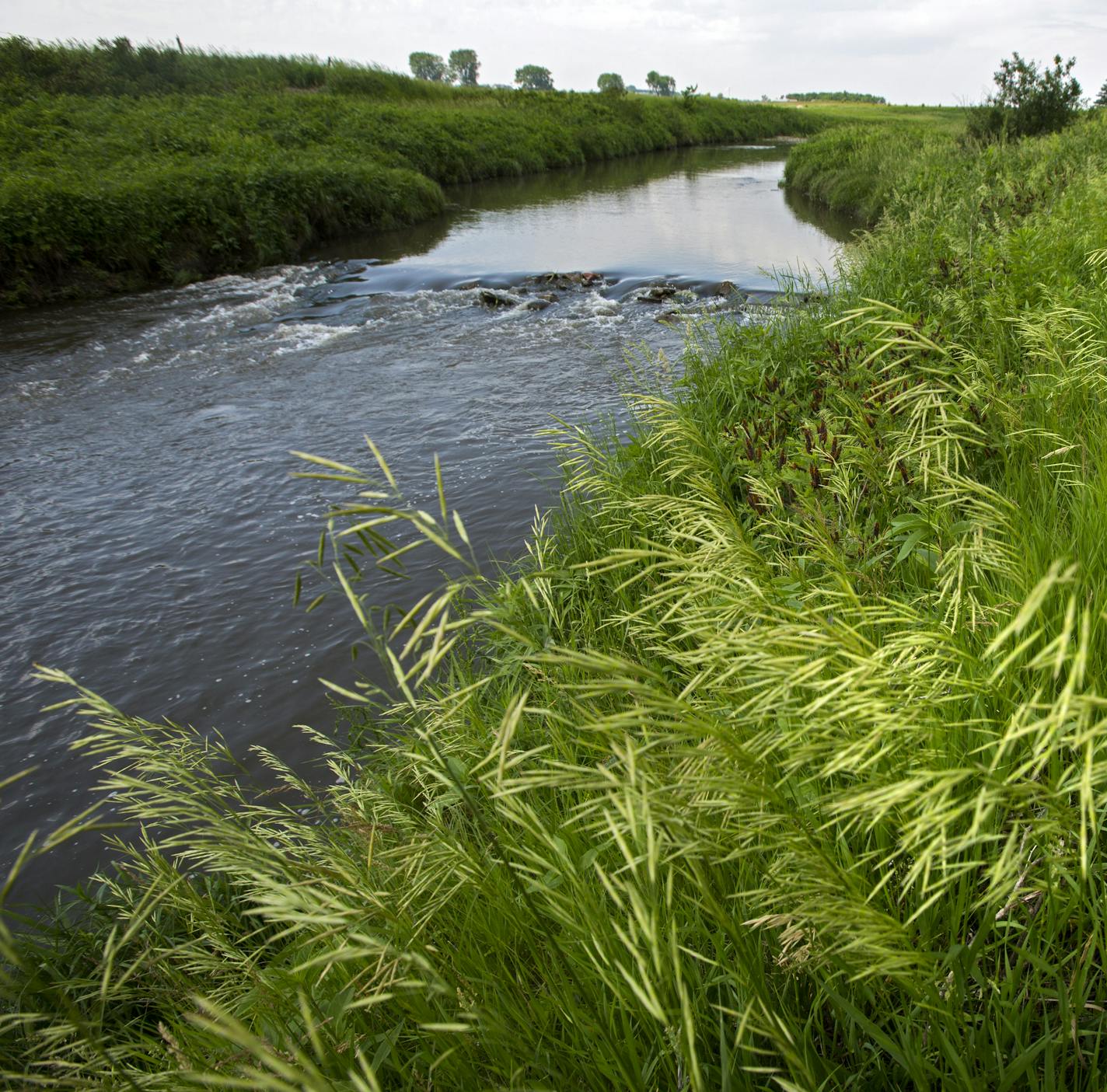 A buffer strip of grass and trees along the Rock River west of Edgerton is a good example of the protective strips that help filter runoff. ] In the small town of Edgerton where a shallow aquifer readily absorbs leaching farm chemicals, residents pay extra every month for special treatment to make their water safe to drink. The nitrate-removal system -- now woven into the infrastructure of this heavily Dutch settlement - reflects the dilemma that a number of communities are having across Minneso