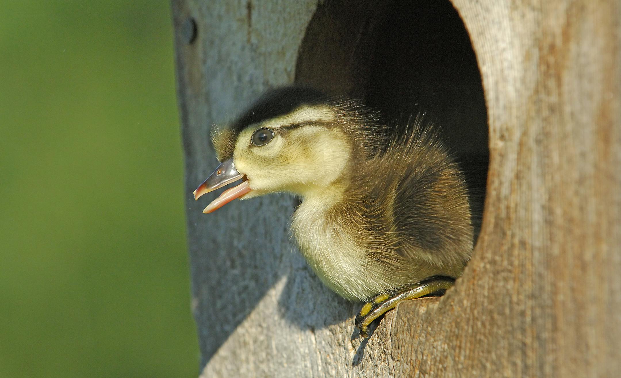 Wood Duck duckling is calling as it is about to leap from entrance to wood duck nesting box.