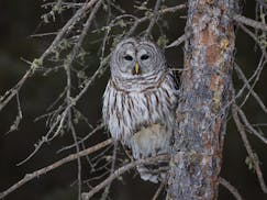 Barred owl perching in Minnesota.