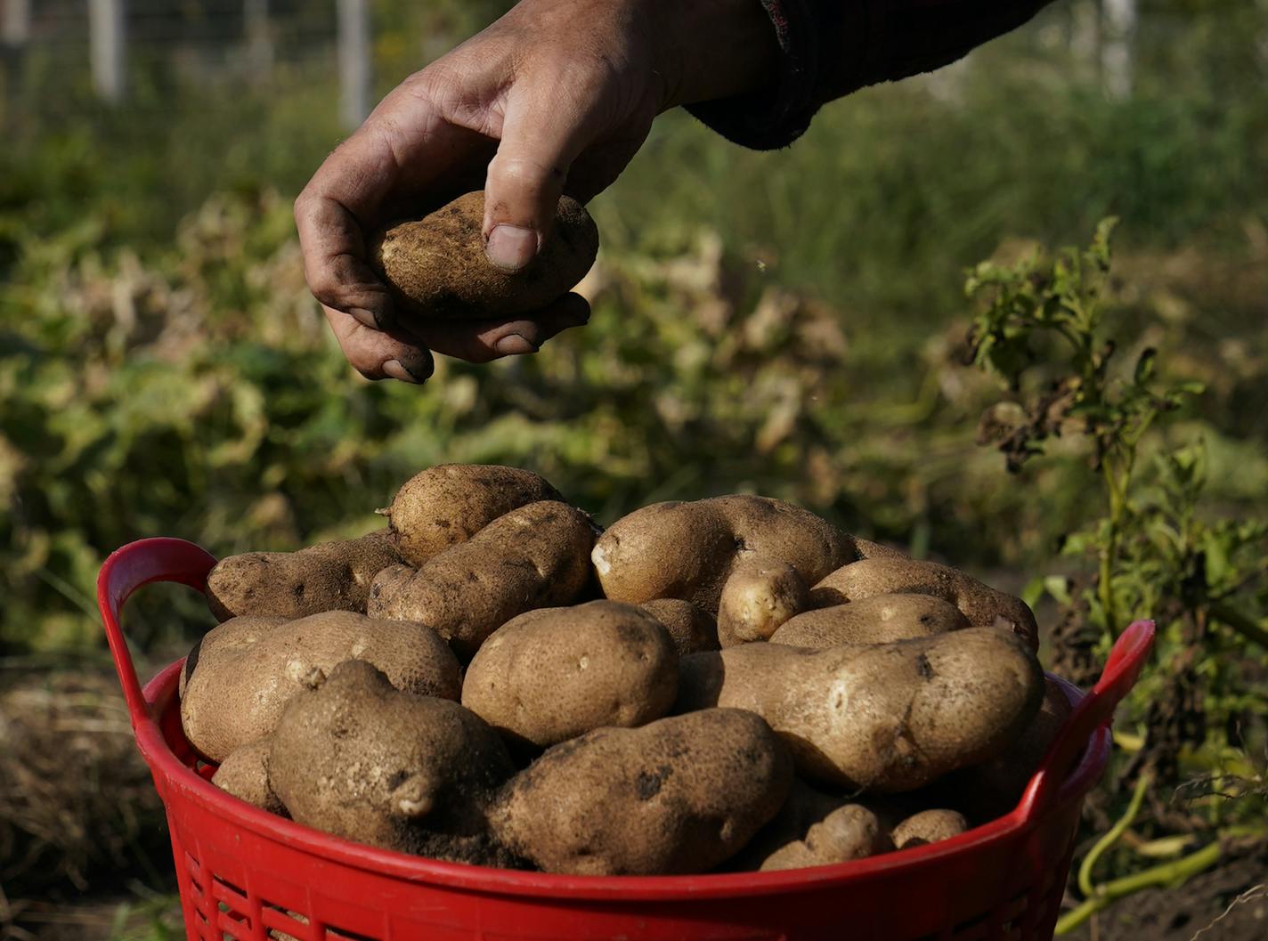 Oliver Kelley Farm employee John Hanson harvested potatoes Thursday in Elk River.