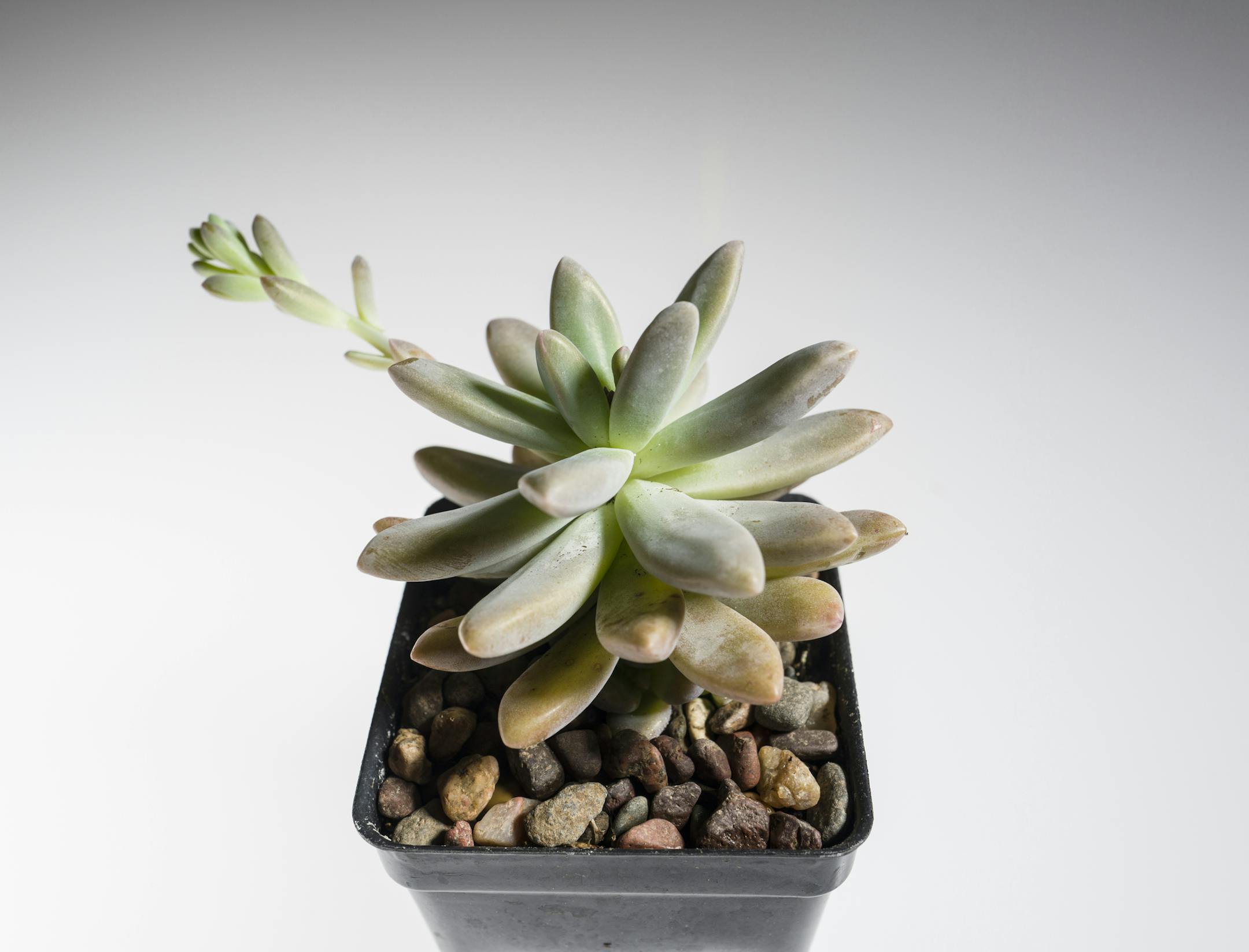 Succulents, like cactuses, have fleshy leaves that store moisture, allowing them to survive in naturally arid areas. They are the camels of the plant kingdom. The sedum, pictured, has particularly bulbous leaves, though the real bodybuilders are pachyphytums and graptopetalums. . MUST CREDIT: Washington Post photo by Nikki Kahn.