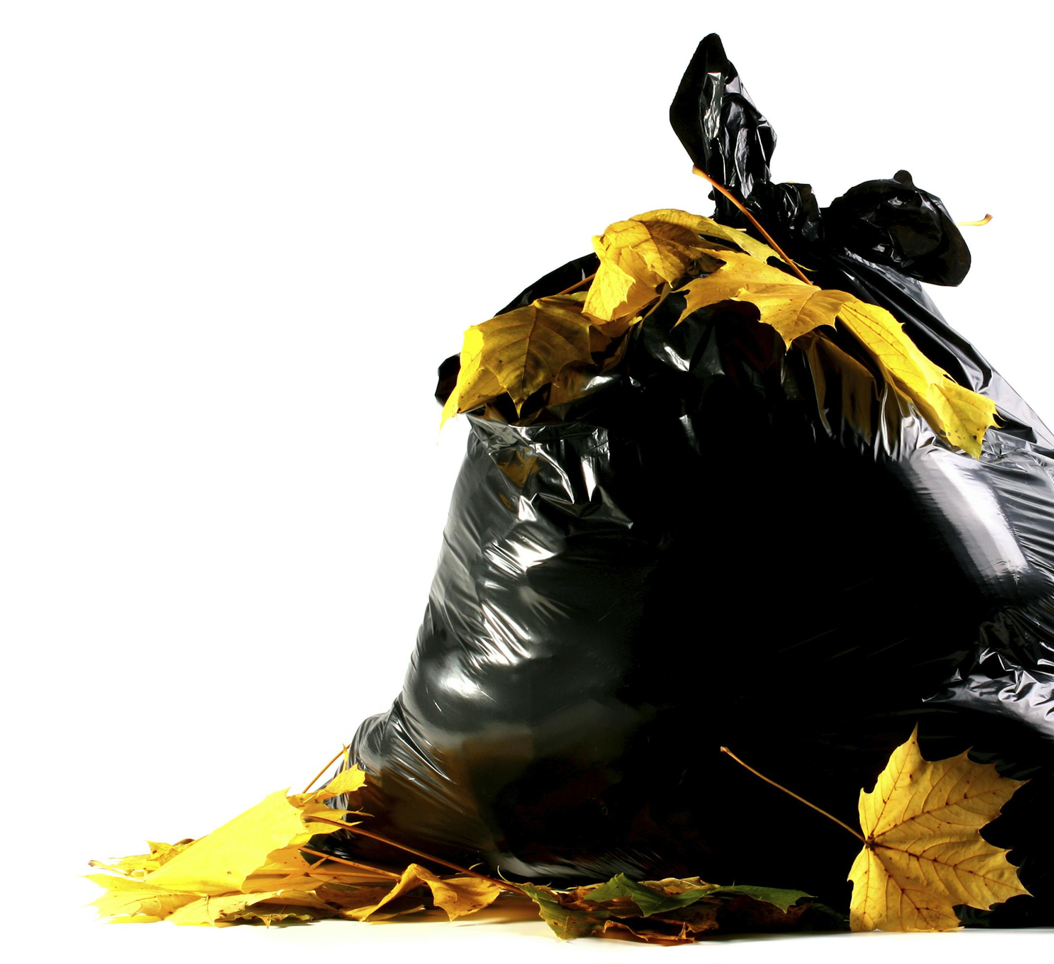 Autumn maple leaves against a full black plastic bag with dust.