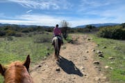 Ojai Valley Trail Riding Co. takes visitors through the Ventura River Valley Preserve on horseback.