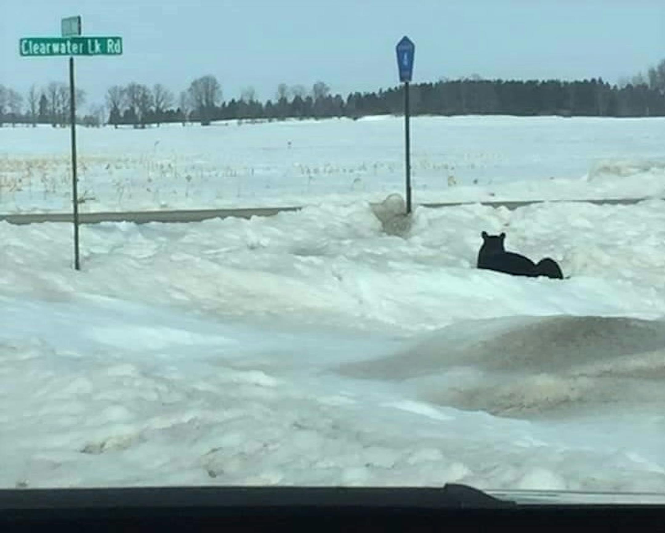 Clearwater County Sheriff's Department: These bears were spotted in Clearwater County. ORG XMIT: mdc4gZdpAJ4NrGvlwcyl