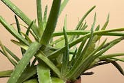 Aloe vera plants grow best in sunny windows away from cold drafts. 