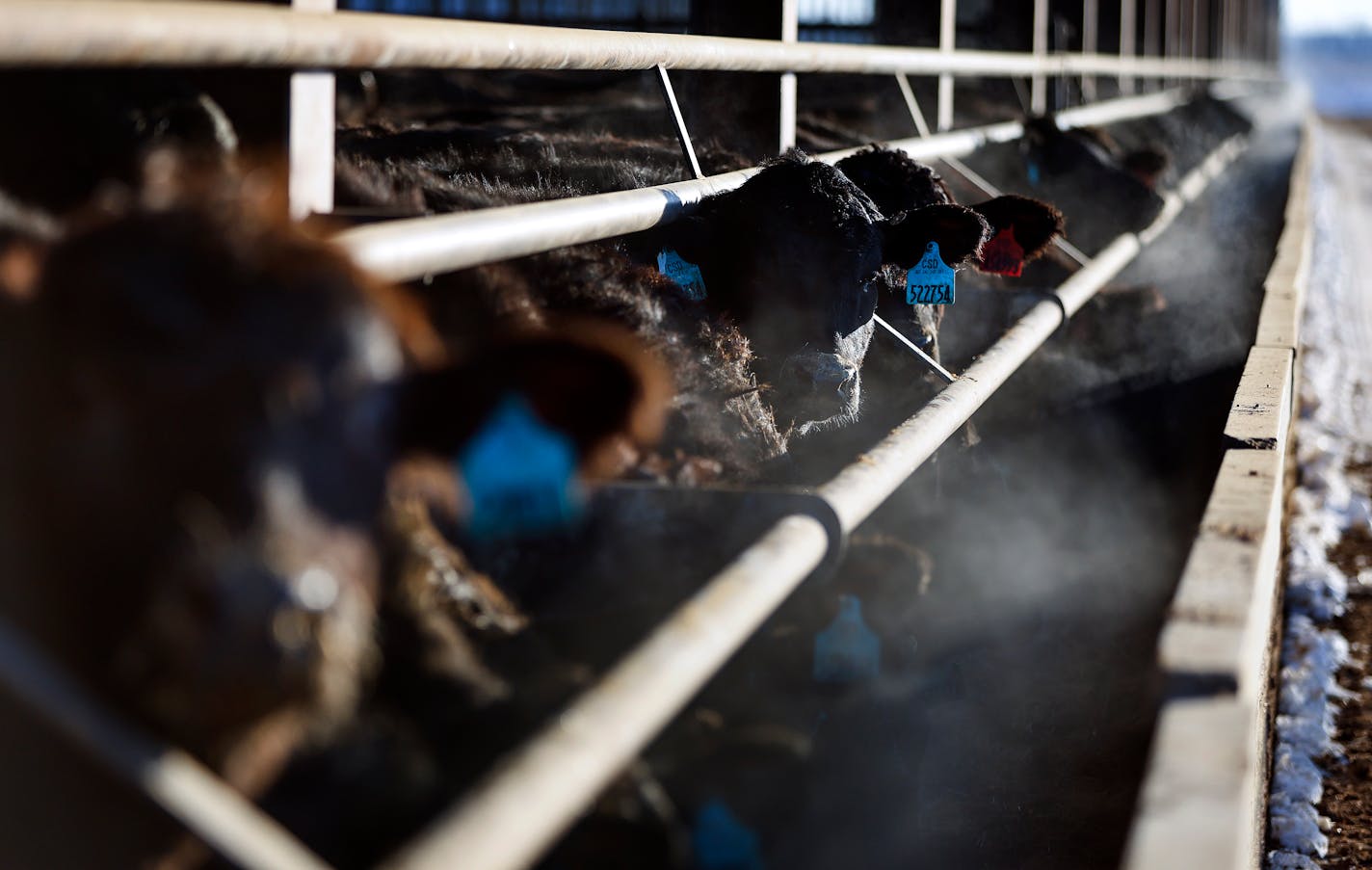 Cattle stand near a feeding trough as a truck slowly approaches at Amana Society Farms feedlot in Amana, Iowa, on Wednesday, February 1, 2023. Credit: Jim Slosiarek, The Gazette