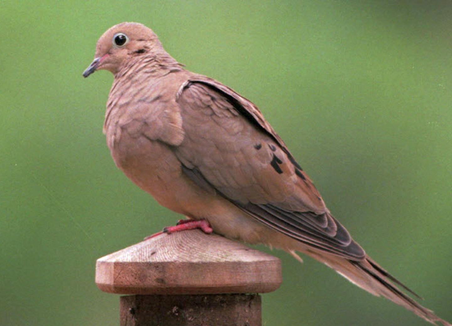 Mourning doves are among birds that nest in Minnesota roadsides. ORG XMIT: MIN2018031313371529