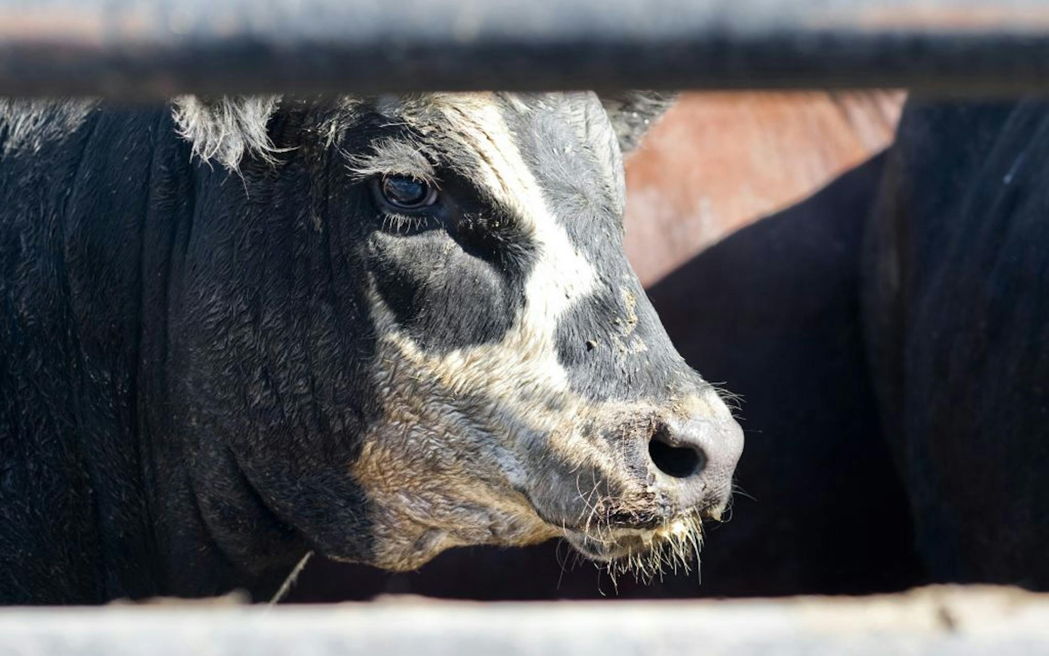 Roger Uthmann delivered a semi load of cattle 90 miles from Laporte, Colorado to the Cargill beef plant in Fort Morgan, Colorado. They are unloaded quietly in a pen designed by Temple Grandin designed specifically to keep the animals calm before processing.