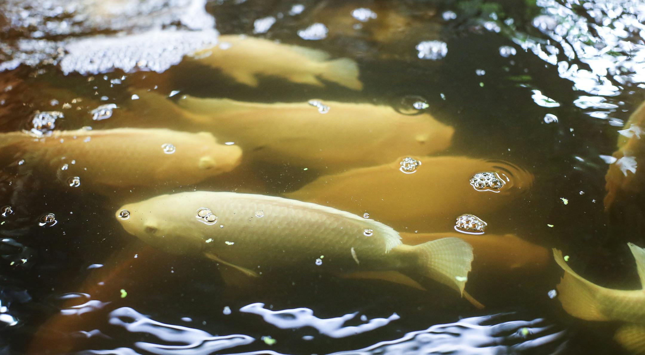 Tilapia fish in the basement of Gandhi Mahal restaurant on Friday, March 6, 2015 in Minneapolis, Minn. This is likely the first restaurant fish farm in the state. ] RENEE JONES SCHNEIDER • reneejones@startribune.com