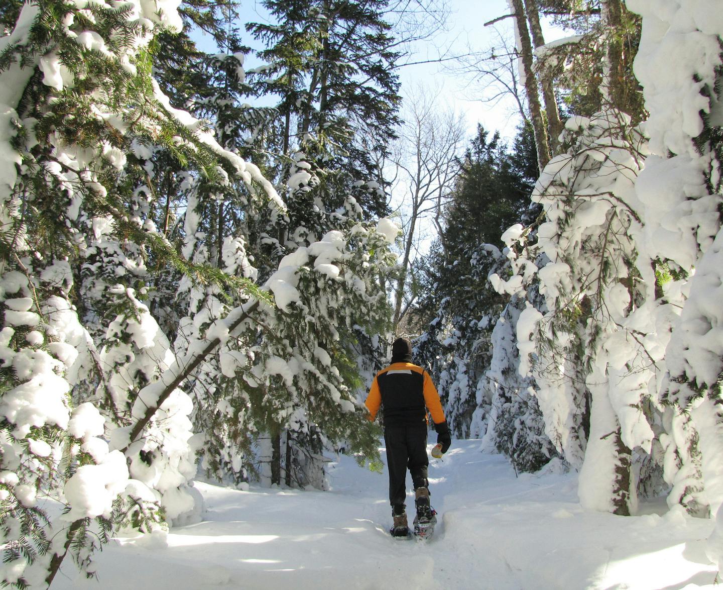 Ed McManus skis at Valley Spur in Munising, Mich. Part of the Hiawatha National Forest, Valley Spur features 27 miles of groomed trails.(Photo by Melanie Radzicki McManus, special to the Star Tribune)