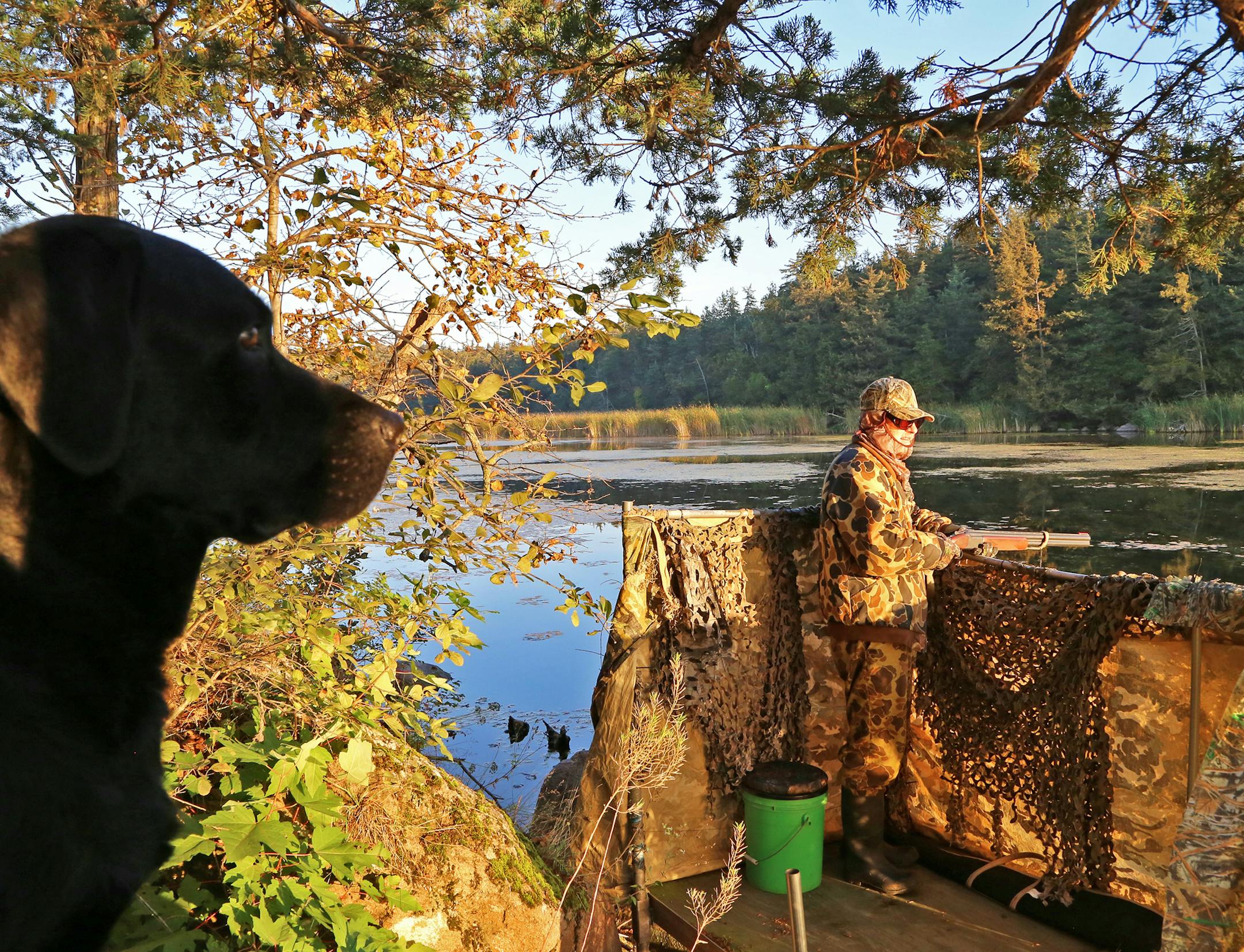Dan Smith looked out over backwaters of the Minnesota River near Sacred Heart on Saturday, first day of the Minnesota 2015 duck season. Dell, a black Labrador, looked on, preparing to retrieve.