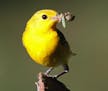 Photo of prothonotary warbler by Don Severson