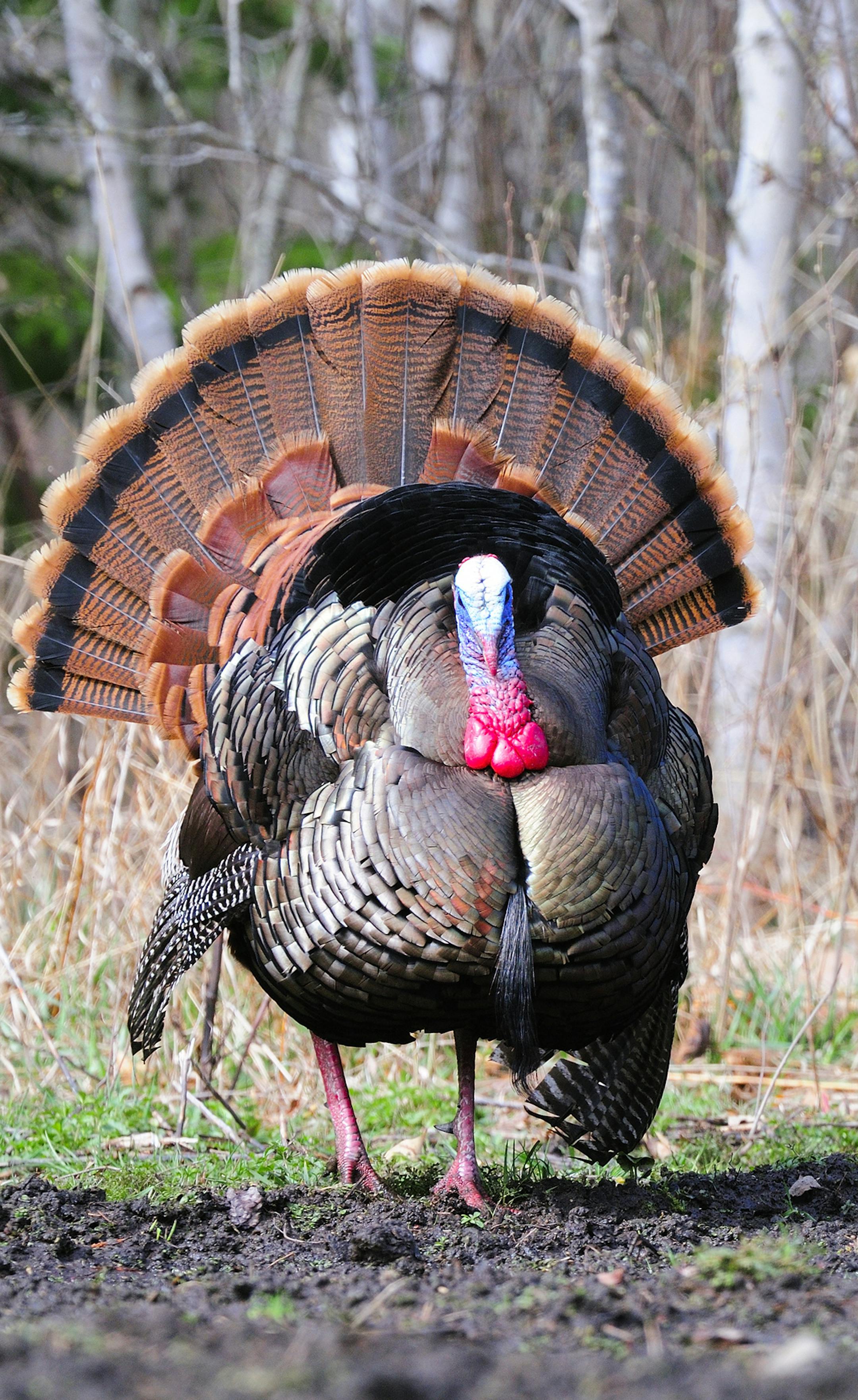 By planning ahead, Marchel was able to call this big gobbler into camera range in a location that offered pleasing light, showing off the bird's beautiful iridescent plumage and colorful head.
