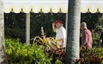 President Donald Trump returns to his Mar-a-Lago club after spending the day at Trump International Golf Club, in Palm Beach, Fla., Nov. 26, 2017. As 