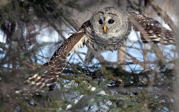 Hunting for voles last week at Winterberry Bog in the Sax-Zim Bog about an hour north of Duluth was this barred owl. A valued sighting by birders, bar