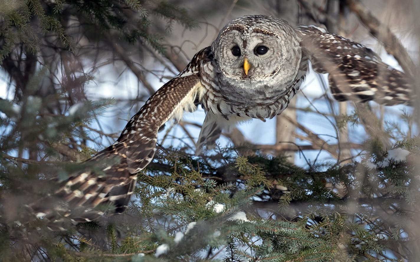 Hunting for voles last week at Winterberry Bog in the Sax-Zim Bog about an hour north of Duluth was this barred owl. A valued sighting by birders, barred owls nonetheless are more commonly located in the bog than boreal owls.