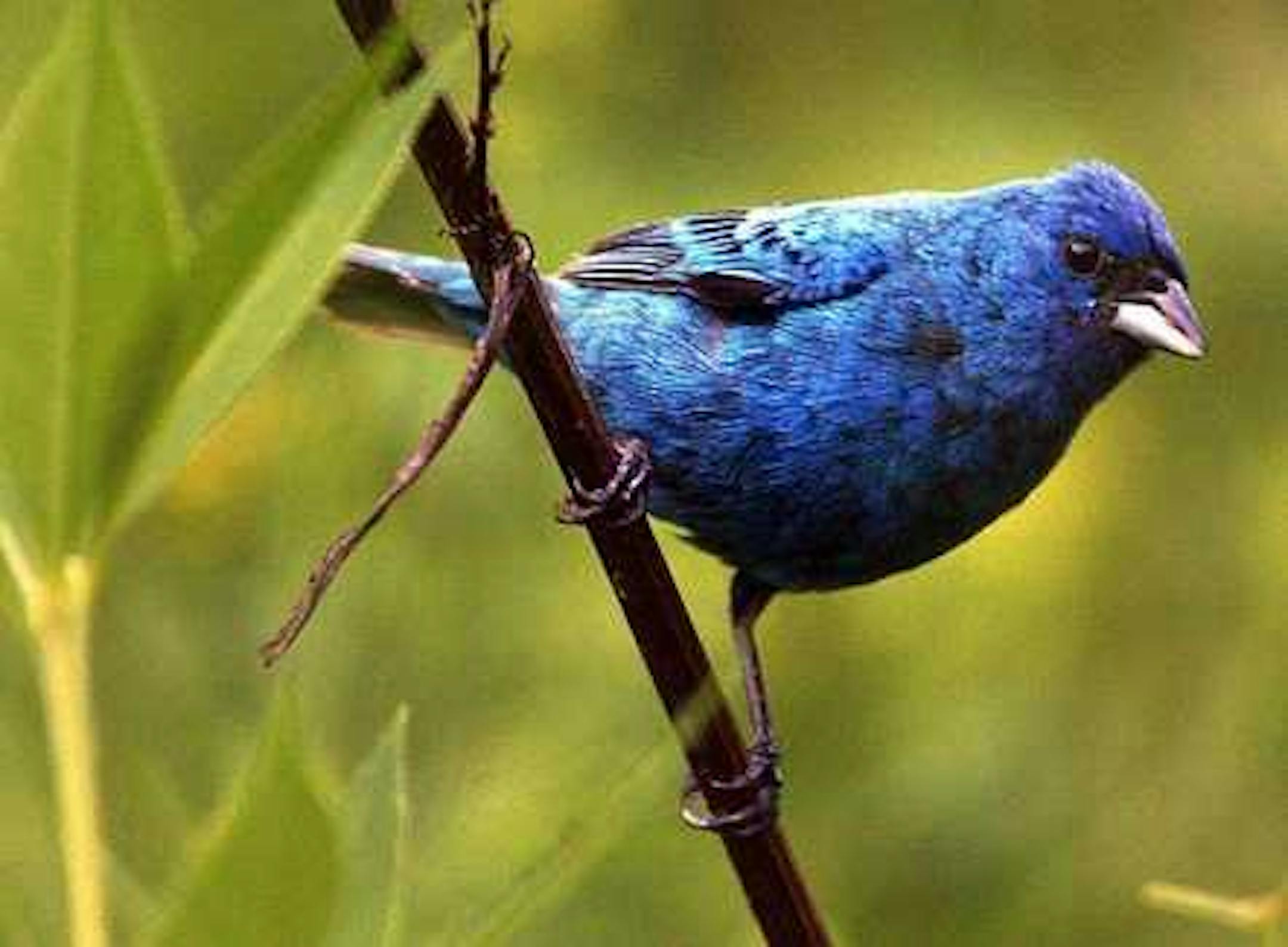 The indigo bunting is smaller than a blue grosbeak. The Indigo buntings' breeding grounds are found throughout the state; the blue grosbeaks' more often is the southwest corner of Minnesota.