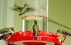 Hummingbird feeders can help you attract resident or migrant birds.