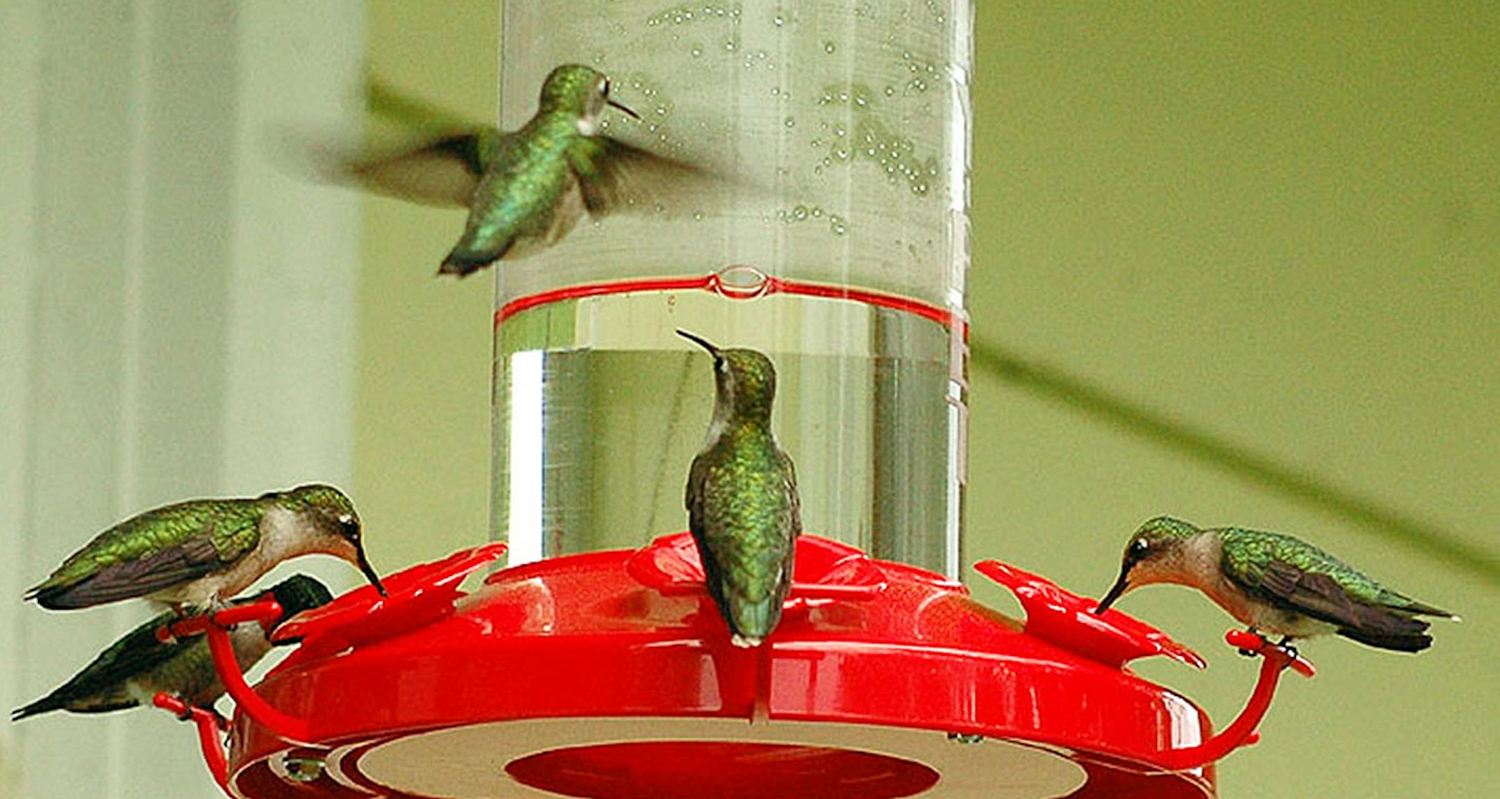 Hummingbird feeders can help you attract resident or migrant birds.