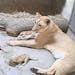 In this Nov. 14, 2014, photo provided by the Cincinnati Zoo, an African lion named Imani watches over her three cubs in an enclosure at the zoo in Cin