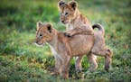 Two lion cubs approximately 10 weeks old in Botswana&#x2019;s Okavango Delta, as seen in &#x201c;Planet Earth II.&#x201d;