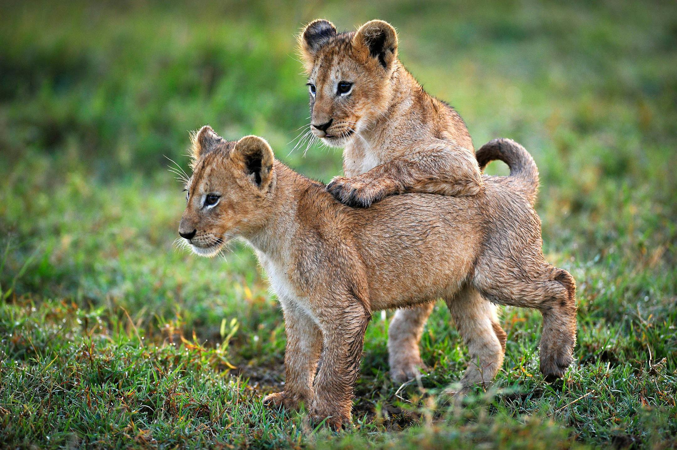 Two lion cubs approximately 10 weeks old in Botswana’s Okavango Delta, as seen in “Planet Earth II.”