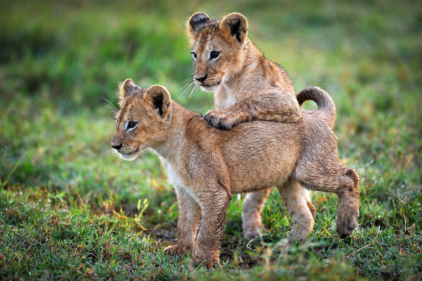 Two lion cubs approximately 10 weeks old in Botswana&#x2019;s Okavango Delta, as seen in &#x201c;Planet Earth II.&#x201d;