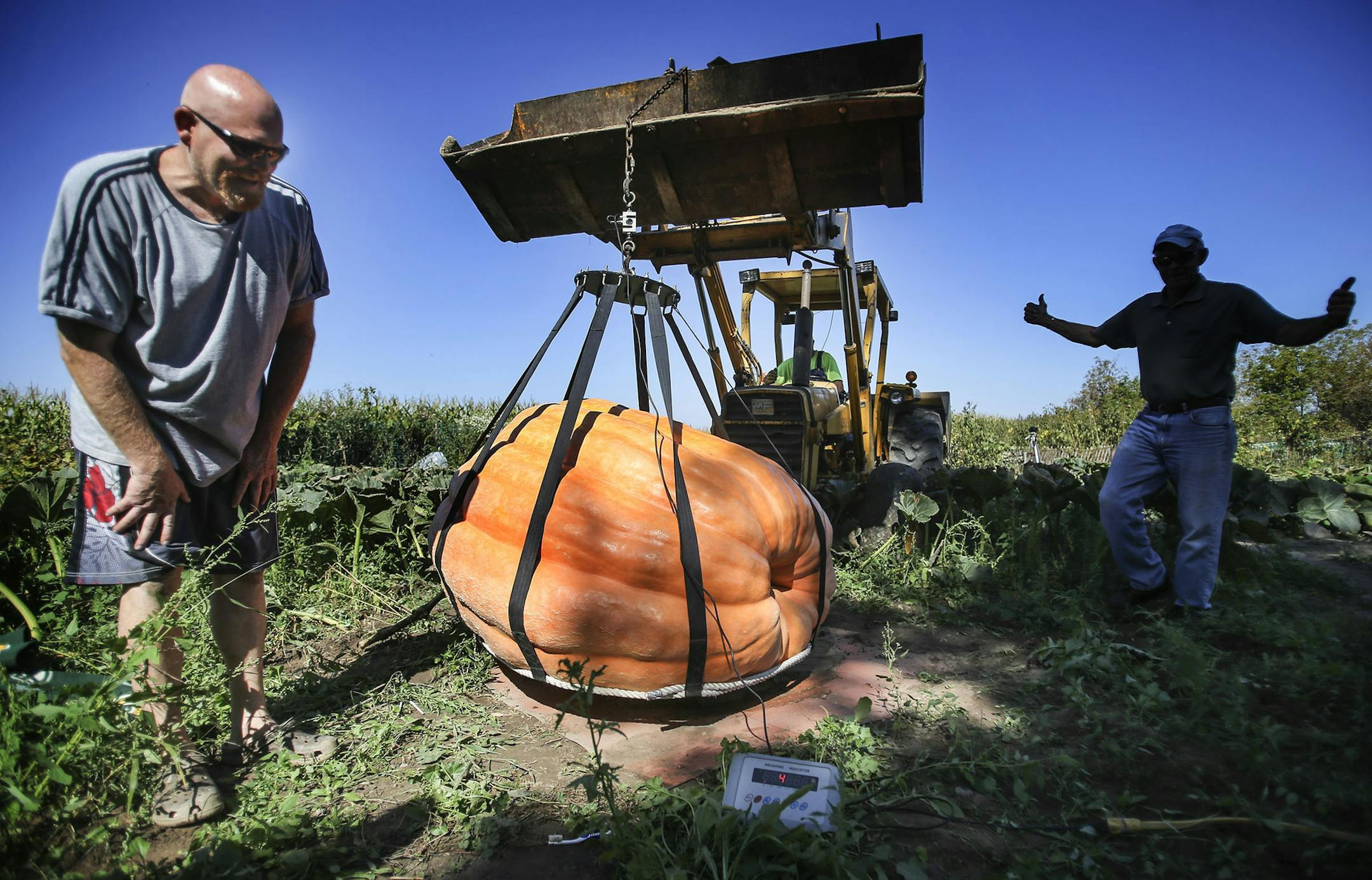 Giant pumpkin grower Pete Midthun reacts as his pumpkin weighs in at 1,488 pounds before heading for a competition in Delano. Midthun lives on a farm with fellow pumpkin grower Lorelee Zywiec, who was headed to Sturgeon Bay, WI, for a pumpkin contest. "They're kind of like babies," Zywiec said. "It's kind of sad to pick them. Theywere seen on their farm Friday, Sept. 26, 2014, in New Richmond, WI.](DAVID JOLES/STARTRIBUNE)djoles@startribune.com Giant pumpkin grower Lorelee Zywiec will pick one o