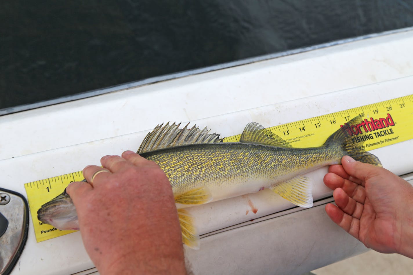 Mille Lacs anglers will be allowed a limit of one walleye this winter, similar to last season, the Department of Natural Resources announced Tuesday. To keep a walleye, it must measure 21-23 inches long or exceed 28 inches.