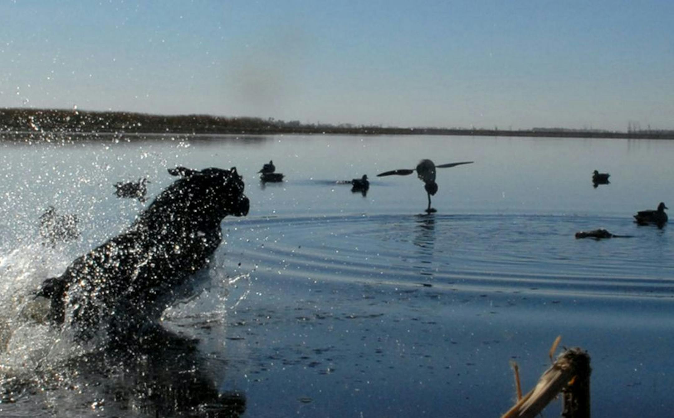 Ben, a black Labrador, charged into a marsh after a downed duck, felled with the aid of a spinning-winged decoy.