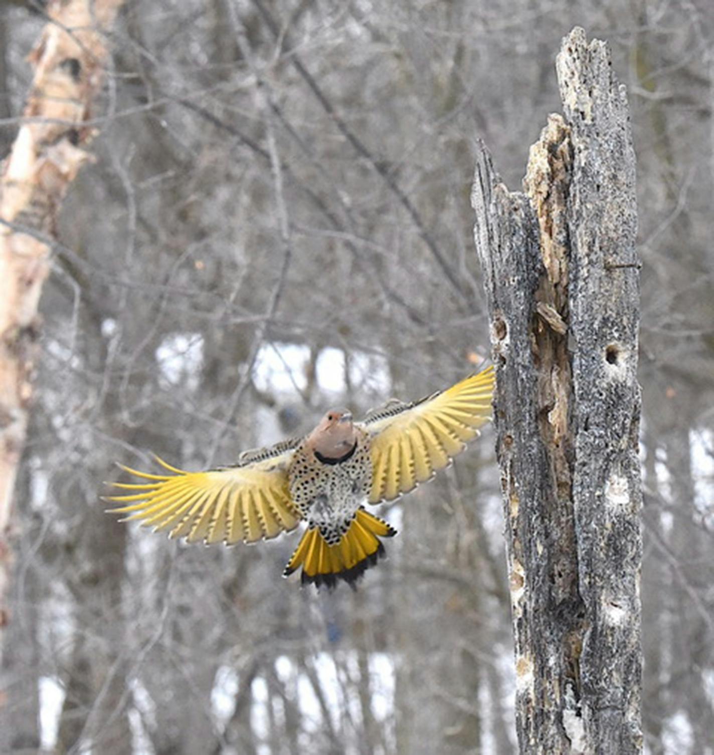 A flicker with yellow wings extended in flight through trees.