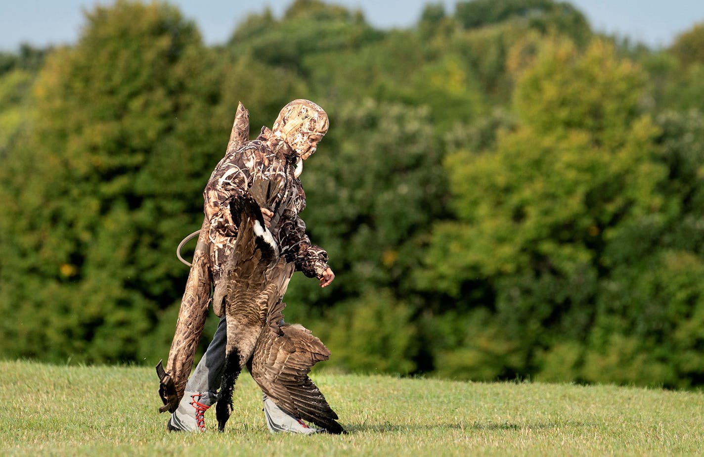 Zachary Erickson, 10, of Andover hauls a Canada goose across a field during the Waterfowl for Warriors youth hunt in the Anoka Nature Preserve Saturday September 7, 2019. (Courtney Perry)