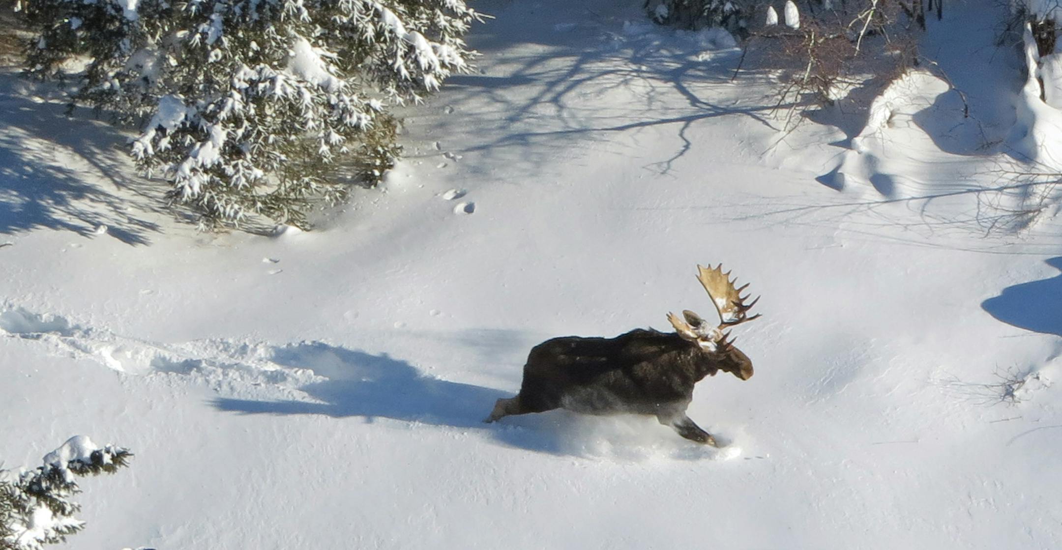 Spotted from the sky. Pilot Brad Maas said moose are hard to see unless they are moving.