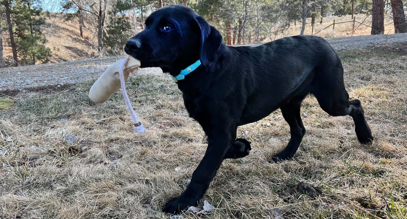 Few things are more hopeful than springtime, unless it's a puppy in springtime, in this case a 4-month-old black Labrador.