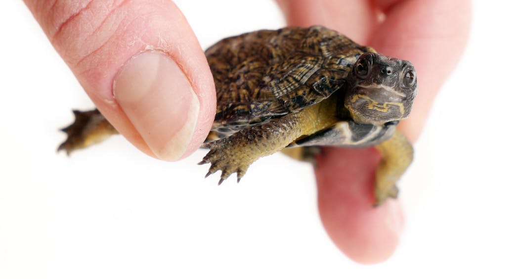 The Minnesota Zoo will eventually return this year-old wood turtle to the wild. It was collected as an egg but reared in captivity to help increase its odds of surviving.