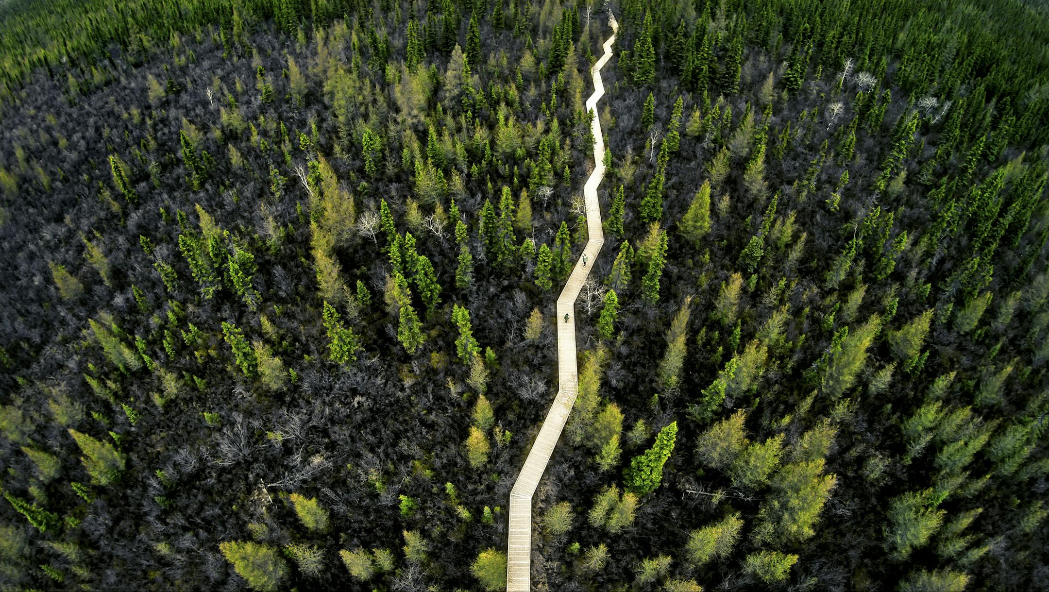 Big Bog State Recreation Area has been called Minnesota's last true wilderness. The 500-square-mile peat bog, the largest in the lower 48 states, features a mile-long boardwalk that enables visitors to get a first-hand look at the unique plant and animal life of this rare resource. ] Minnesota _State of Wonders, Spring in NW Minnesota BRIAN PETERSON ï brian.peterson@startribune.com Waskish, MN 2/14/2014