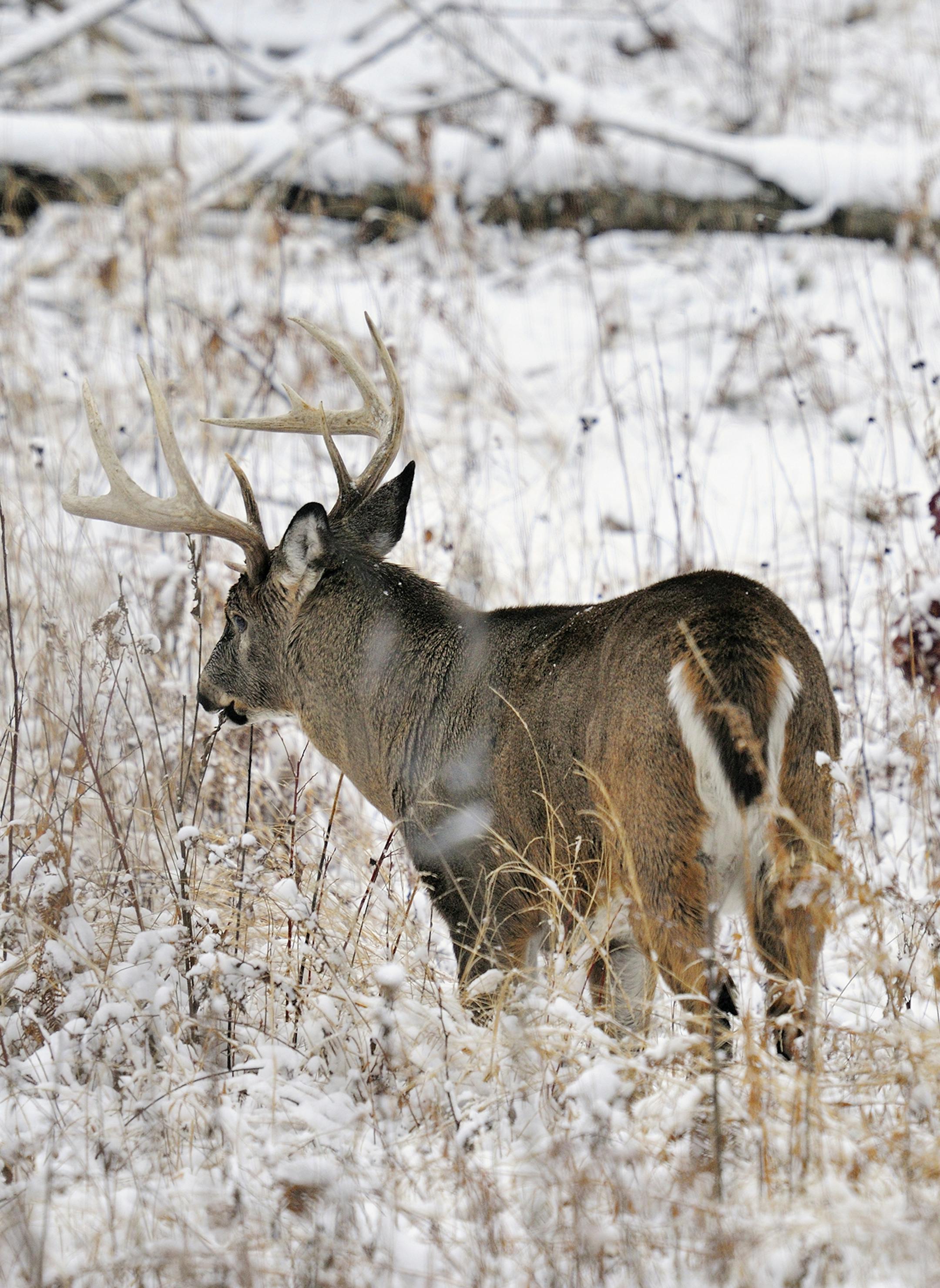 DO NOT USE! ONE-TIME USE WITH BILL MARCHEL COPY ONLY! Photo by Bill Marchel. A post-rut buck easts goldenrod in a secluded meadow.