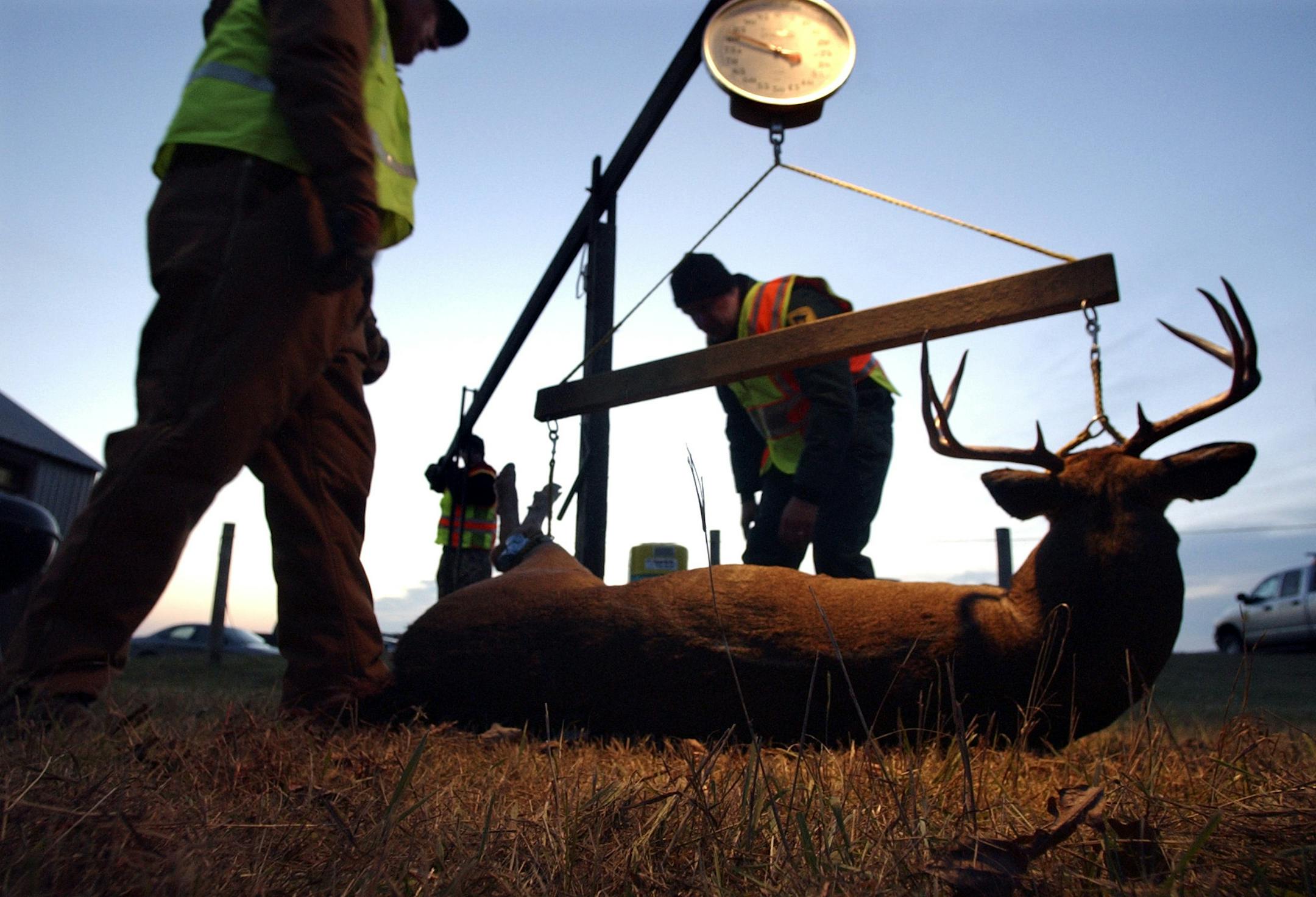 JOEY MCLEISTER &#x2022; jmcleister@startribune.com
Camp Ripley,Mn.,Thurs.,Oct. 19, 2006--(Left to right) Roger Buettner of Roseville and Tim Pharis with the Department of Natural Resources Cambridge Wildlife Office weigh a 219-pound, nine-point buck bagged by Eric Poissant of St. Cloud at the Camp Ripley bow hunt. Buettner is Pharis' uncle and was helping out at the Camp Ripley Official Big Game Registration Station. GENERAL INFORMATION: The number of hunters in Minnesota has gone up, while acro