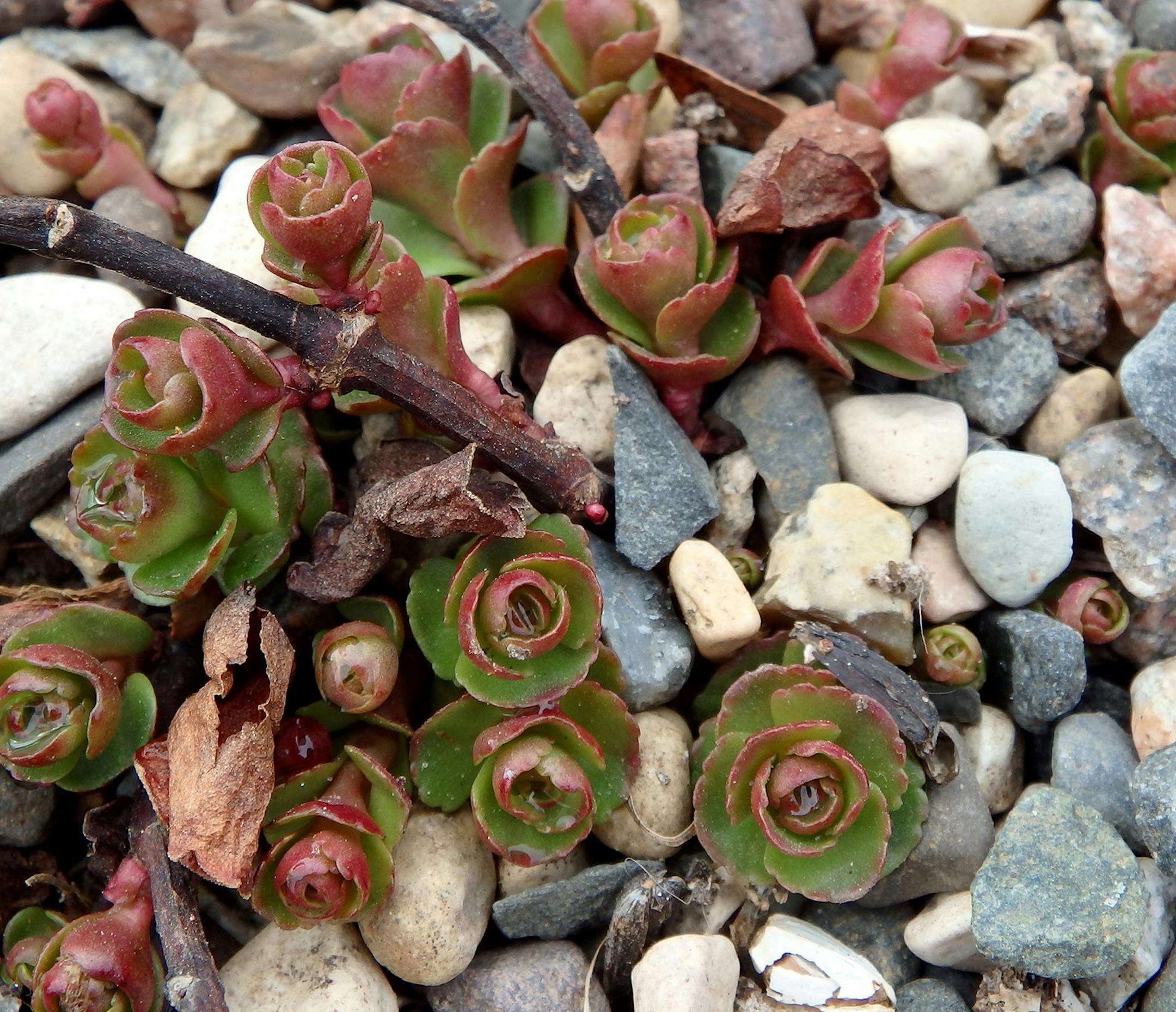 For InFocus feature in Variety: Signs of spring Theresa Casey-Wolf, take in White Bear Lake