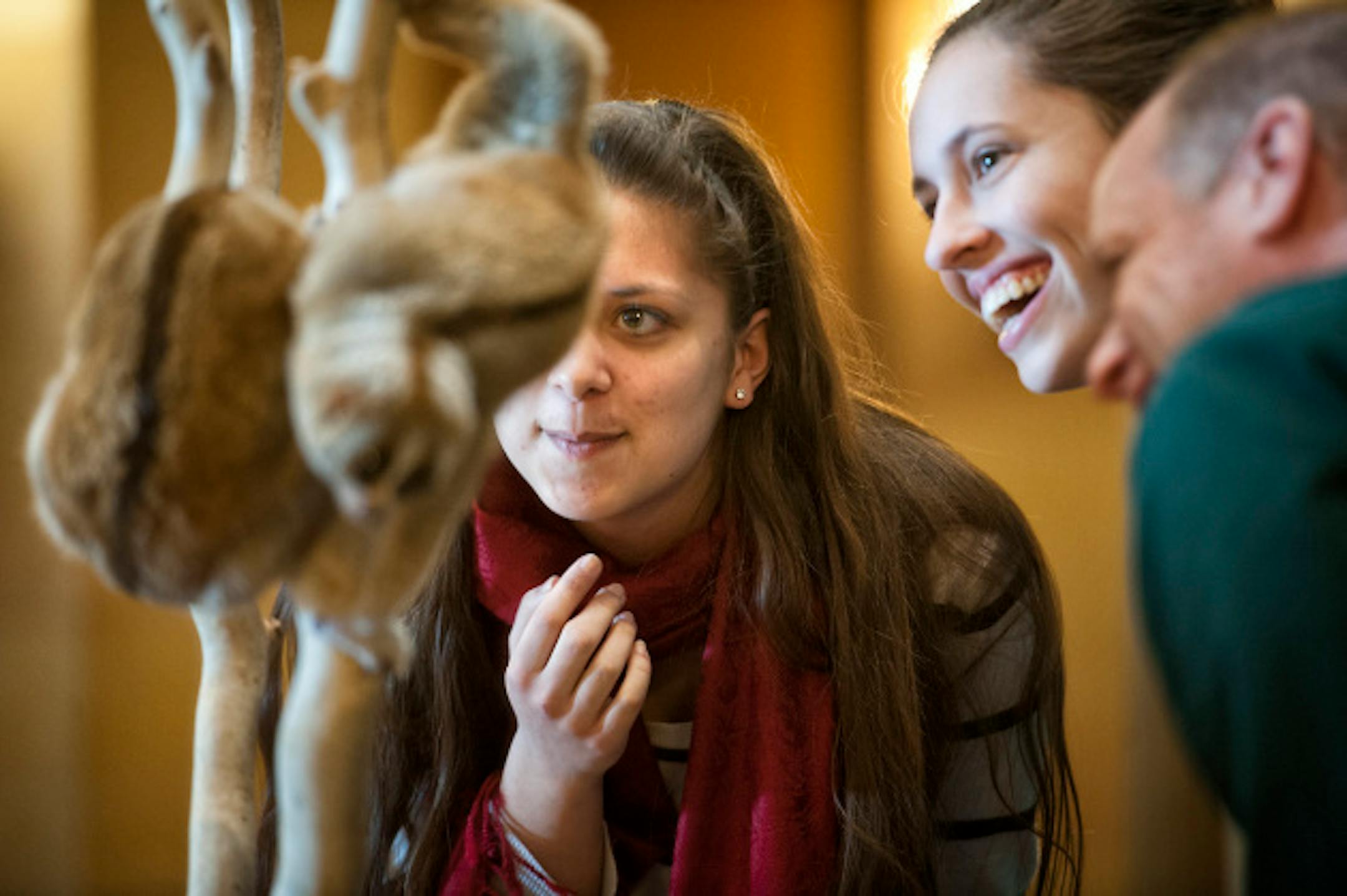 Alex Kopel and Hanna Terwilliger, interns in the Governor's office, watched as a Slow Loris from Southeast Asia crawled slowly around its perch during Zoo Day. The Minnesota Zoo visits the State Capitol each year to connect legislators and their staffs to some of the animals and to educate folks to the mission of the zoo.  Thursday, March 21, 2013.   ]   GLEN STUBBE * gstubbe@startribune.com