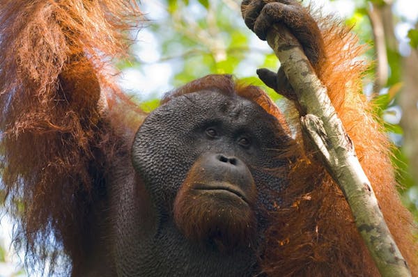 A orangutan in Borneo.