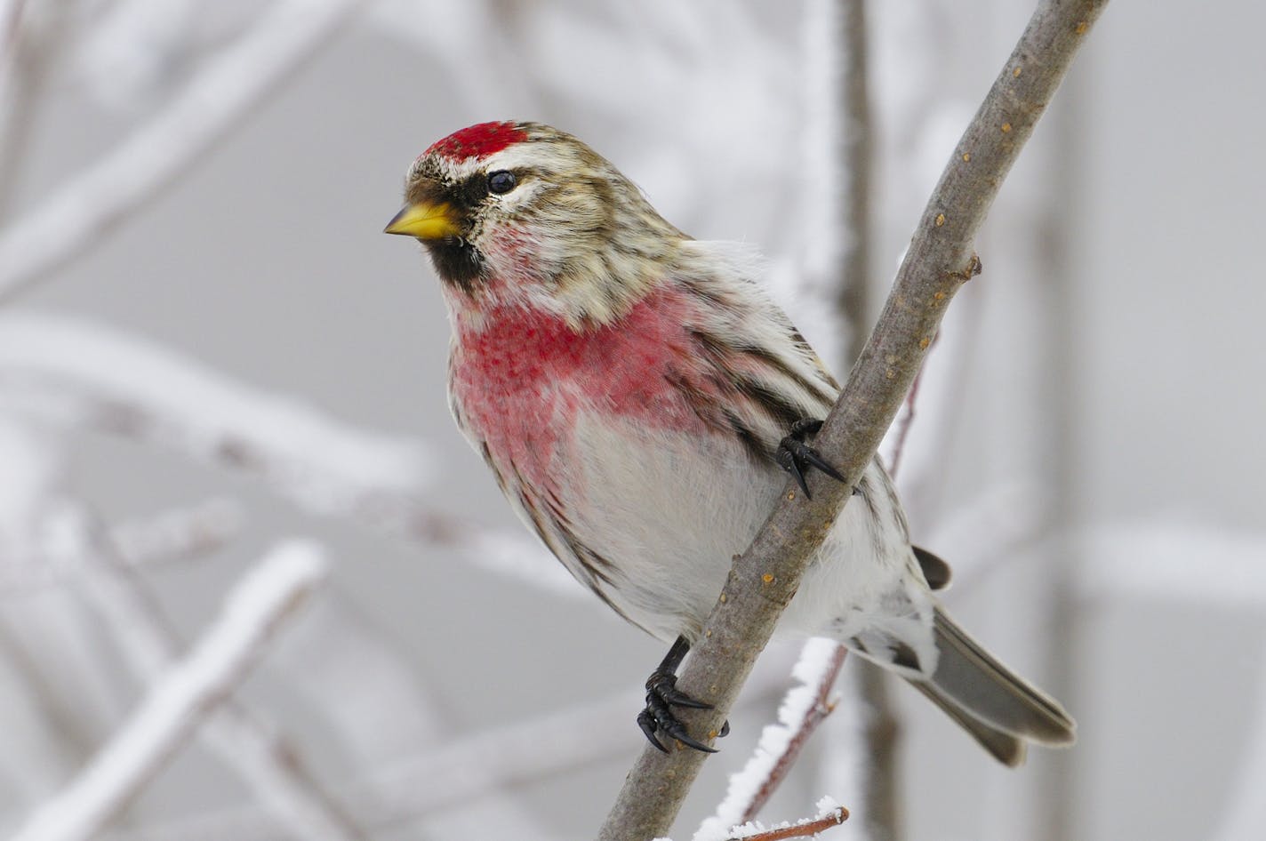 Common redpolls, like this colorful male, often invade Minnesota in huge numbers during winter. Look for them in weedy fields or at backyard feeding stations.