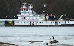 A pair of geese preened upon a log in front of the Stephen L. Colby, the first vessel to tow a load along the upper Mississippi River this season. The