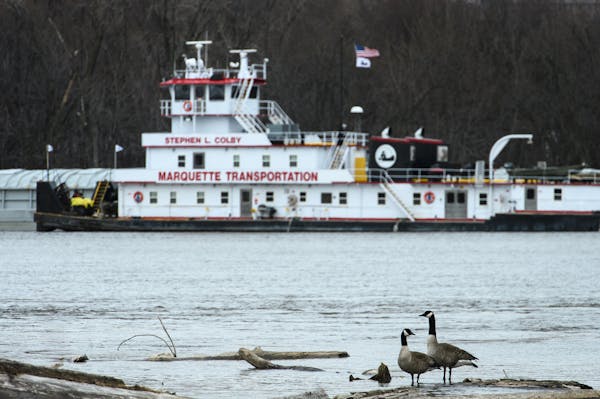 A pair of geese preened upon a log in front of the Stephen L. Colby, the first vessel to tow a load along the upper Mississippi River this season. The