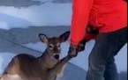 Darick Kvam, a college student from New Prague, helped a deer trapped in a frozen lake get free.