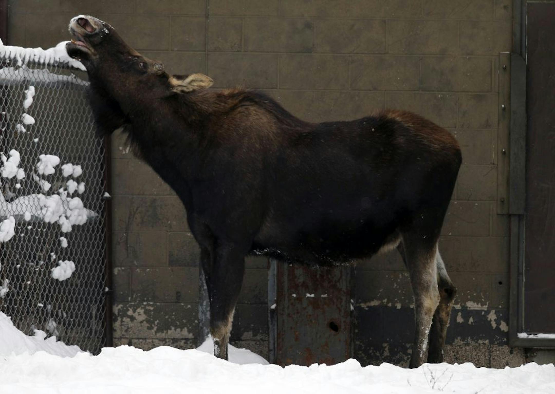 At the Minnesota Zoo, a moose rubbed his jaw on a fence. Biologists have found a number of possible threats to the state's moose population.