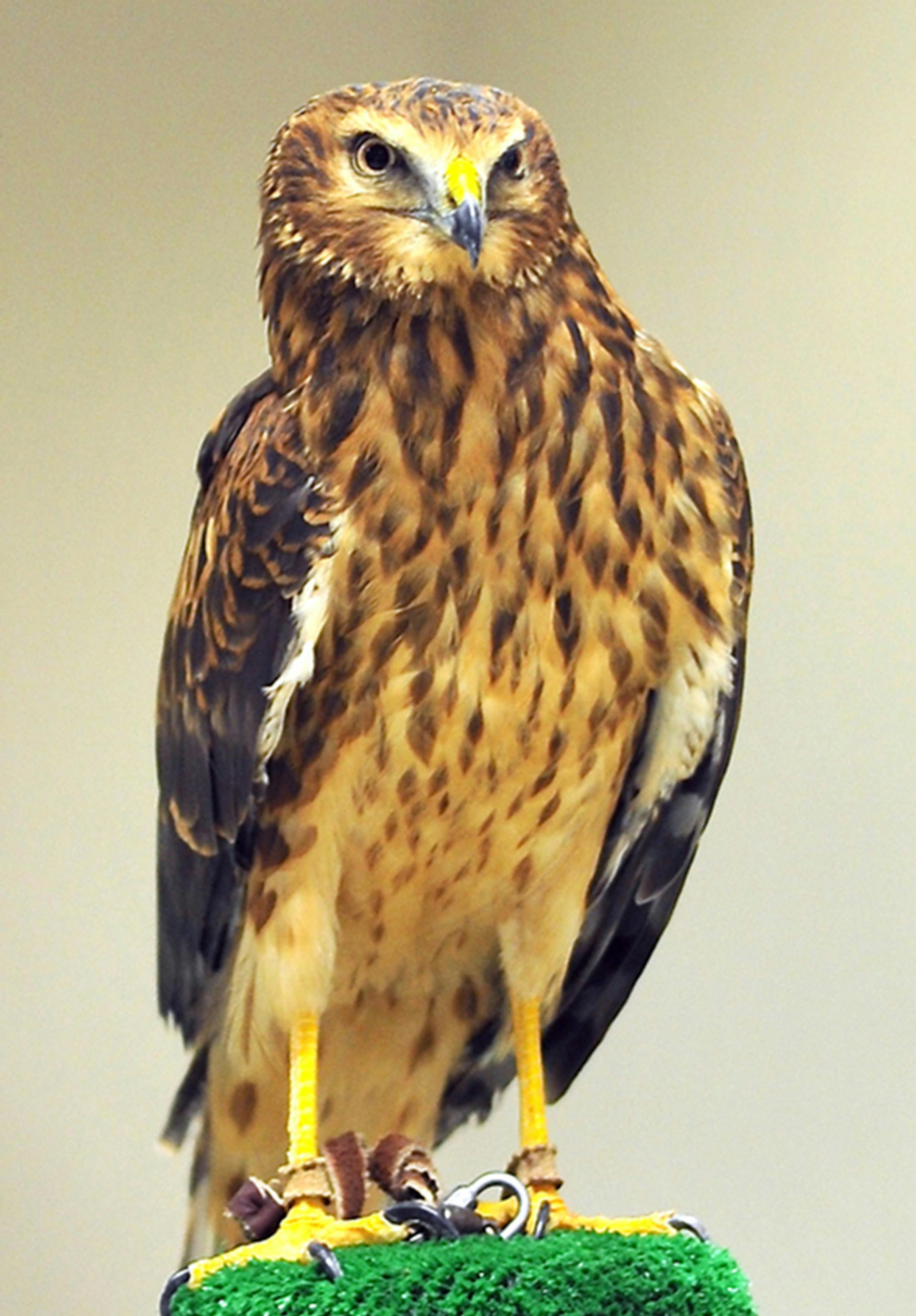 The captive bird is a female Harrier. Photo taken at UM Raptor Center. She is a demo bird. credit: Jim Williams, special to the Star Tribune