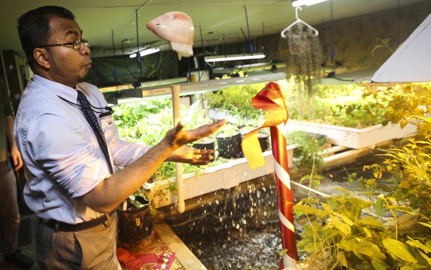 Gandhi Mahal restaurant owner Ruhel Islam grabbed a tilapia fish "Bangladesh style" in the basement of the restaurant on Friday, March 6, 2015 in Minneapolis, Minn. This is likely the first restaurant fish farm in the state. All around the fish tank are vegetable and herb plants. ] RENEE JONES SCHNEIDER &#x2022; reneejones@startribune.com