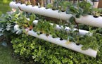 provided hydroponic growing in PVC pipe